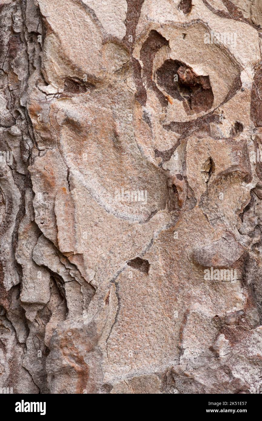 Close up texture of a Ponderosa pine tree bark Stock Photo