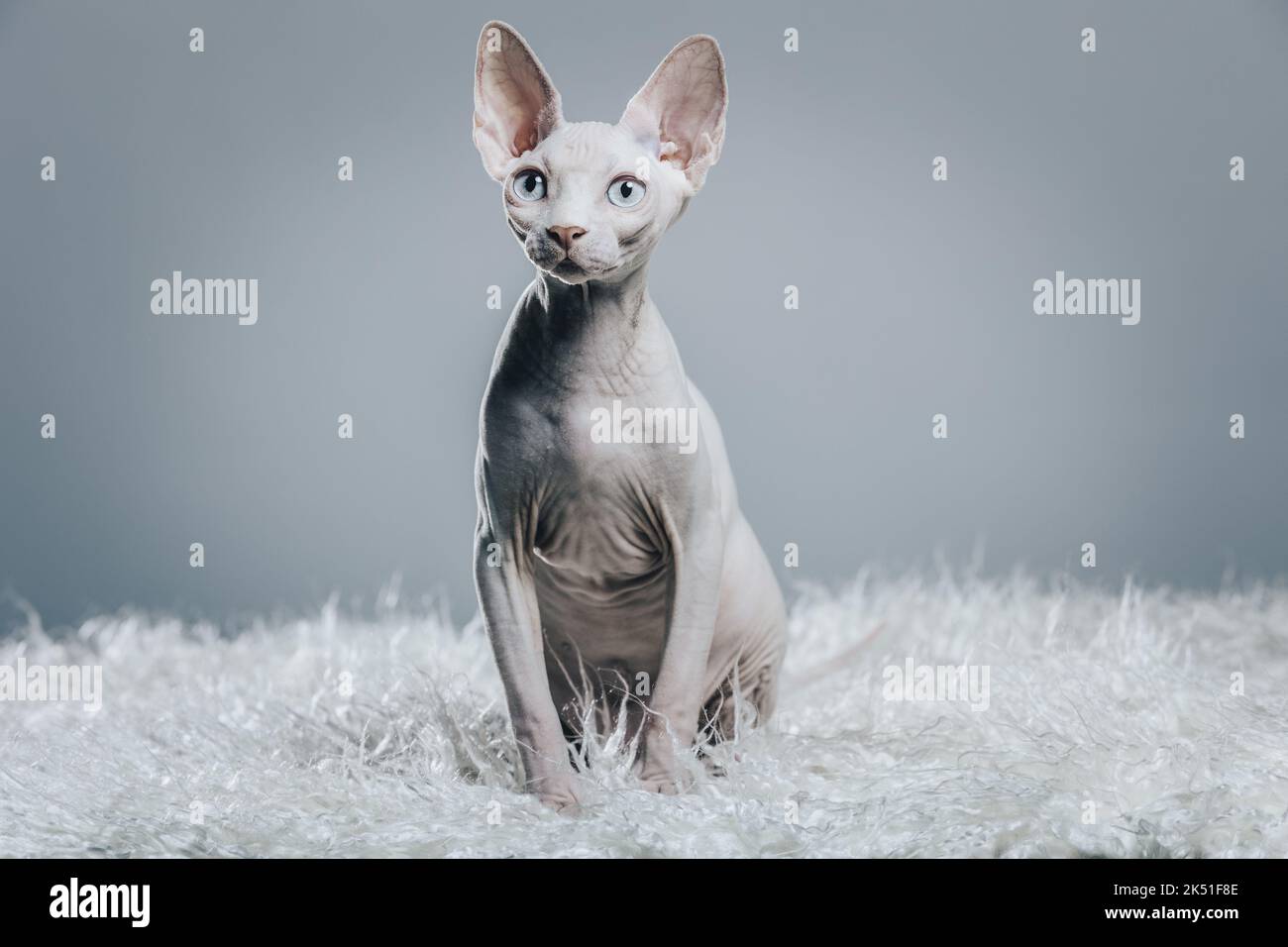 Adorable white hairless Sphynx cat with blue eyes sitting on soft ...