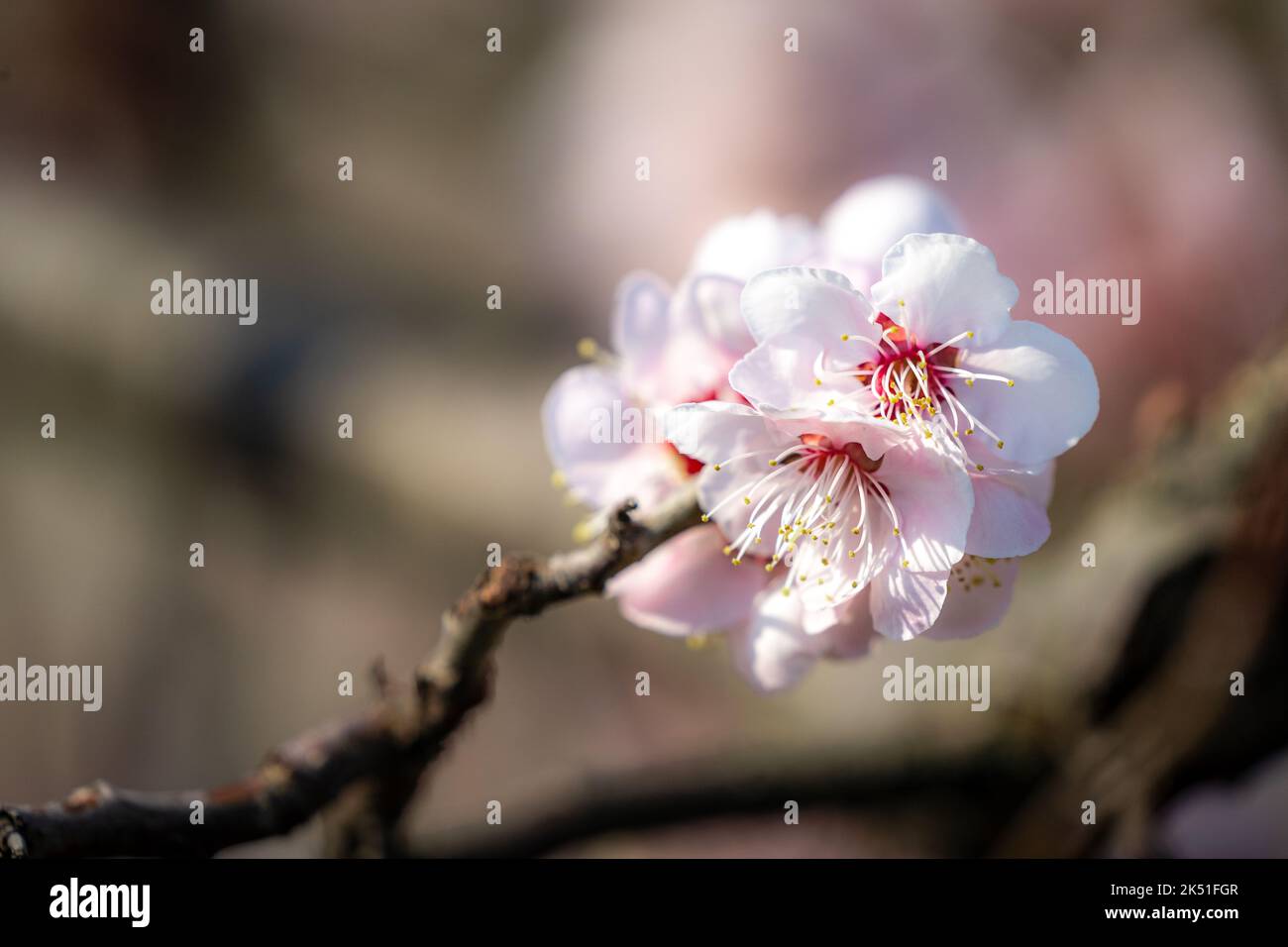 The close-up view of a cherry tree blossoming branch with white flowers ...
