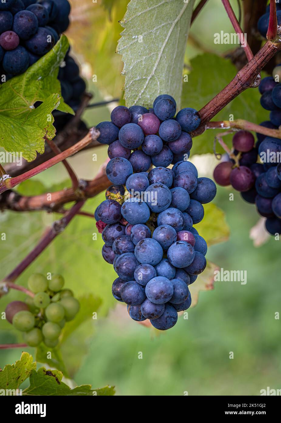 Clusters of black grapes growing on the vine Stock Photo Alamy