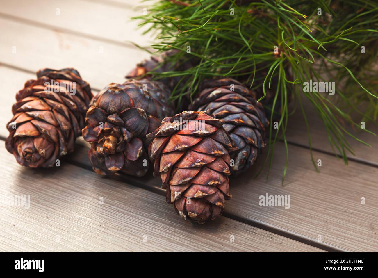 Siberian pine branch and cones lay on a wooden table, close up photo with selective soft focus Stock Photo