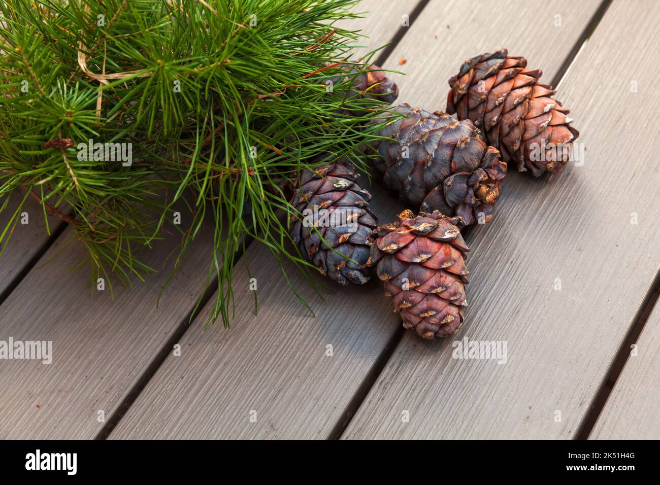 Siberian pine tree branch and cones lay on a table, close-up photo with selective soft focus Stock Photo