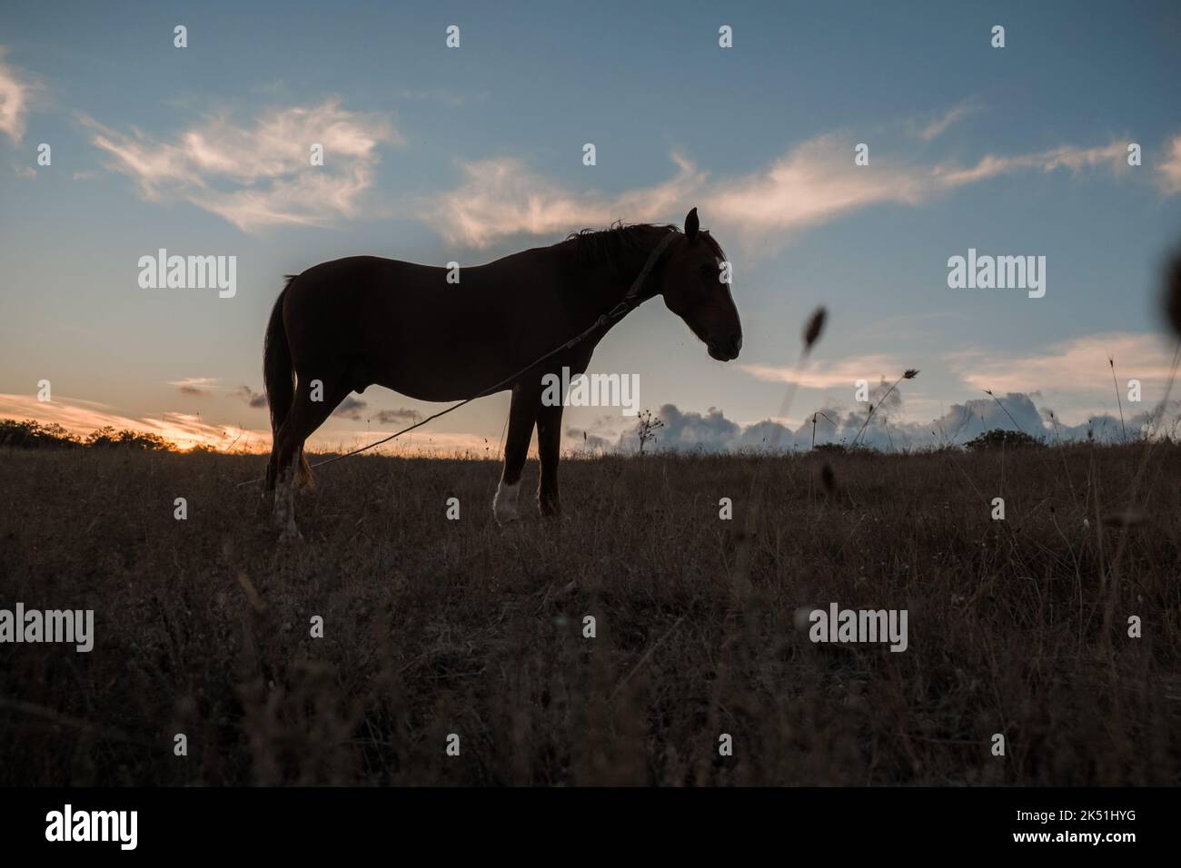 A red horse grazes in a field at sunset. Horse Club. Travel and horseback riding. Stock Photo