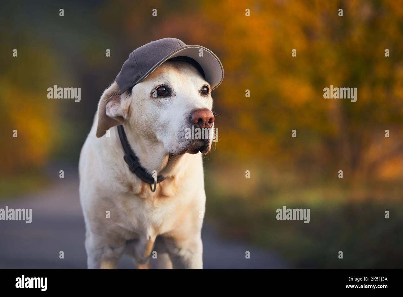 Funny portrait of old dog. Labrador retriever wearing cap during walk in autumn nature. Stock Photo