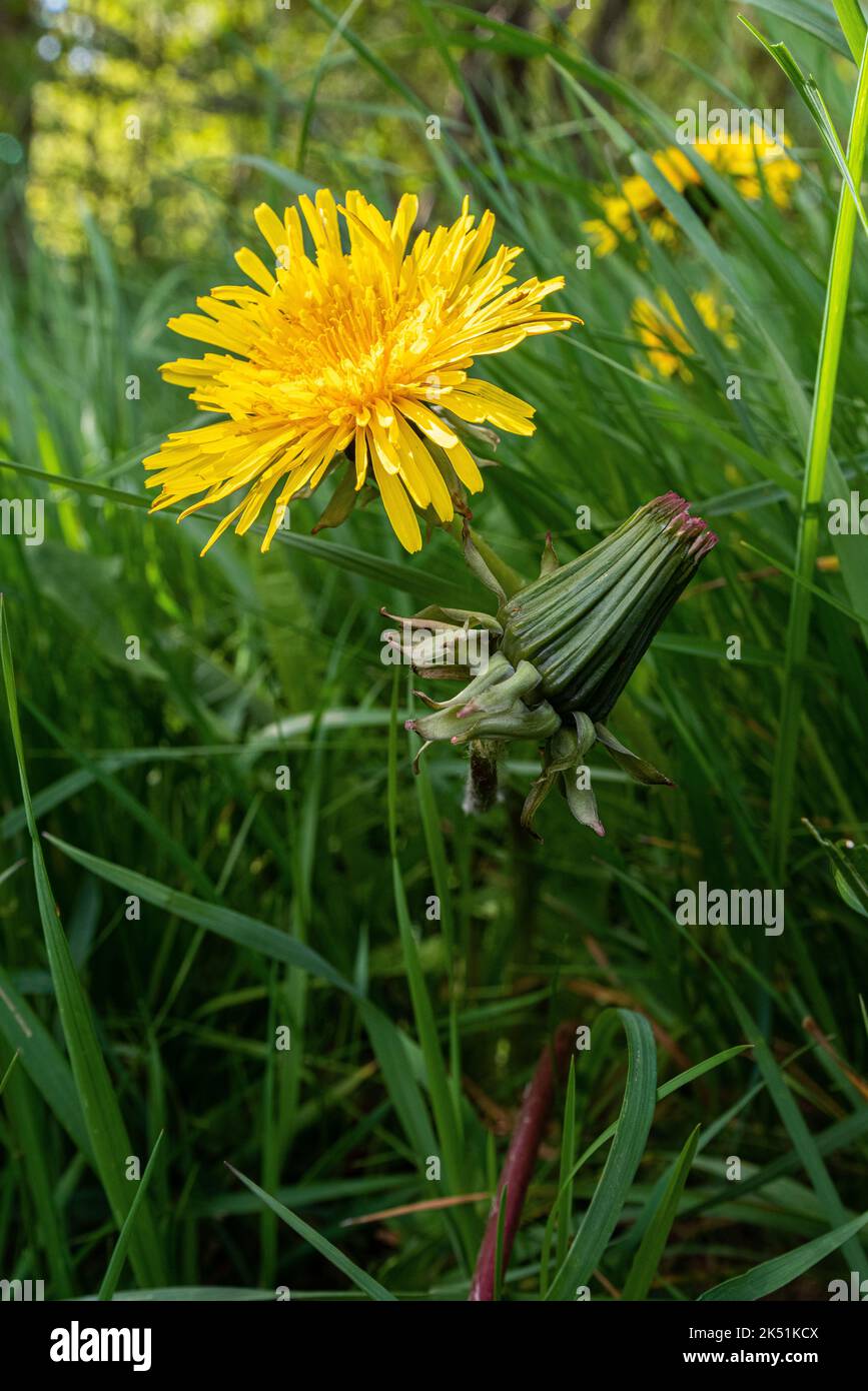 Flower of the Common Dandelion (Taraxacum officinale) in a natural setting. Stock Photo