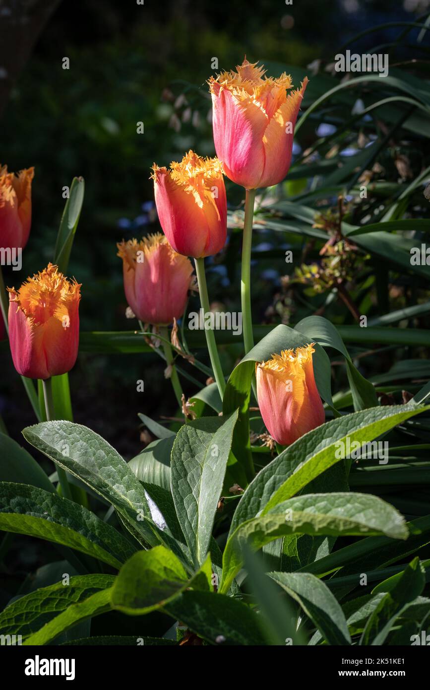 Flowers of Tulip Fringed Lambada spring bulbs in a natural setting. Stock Photo