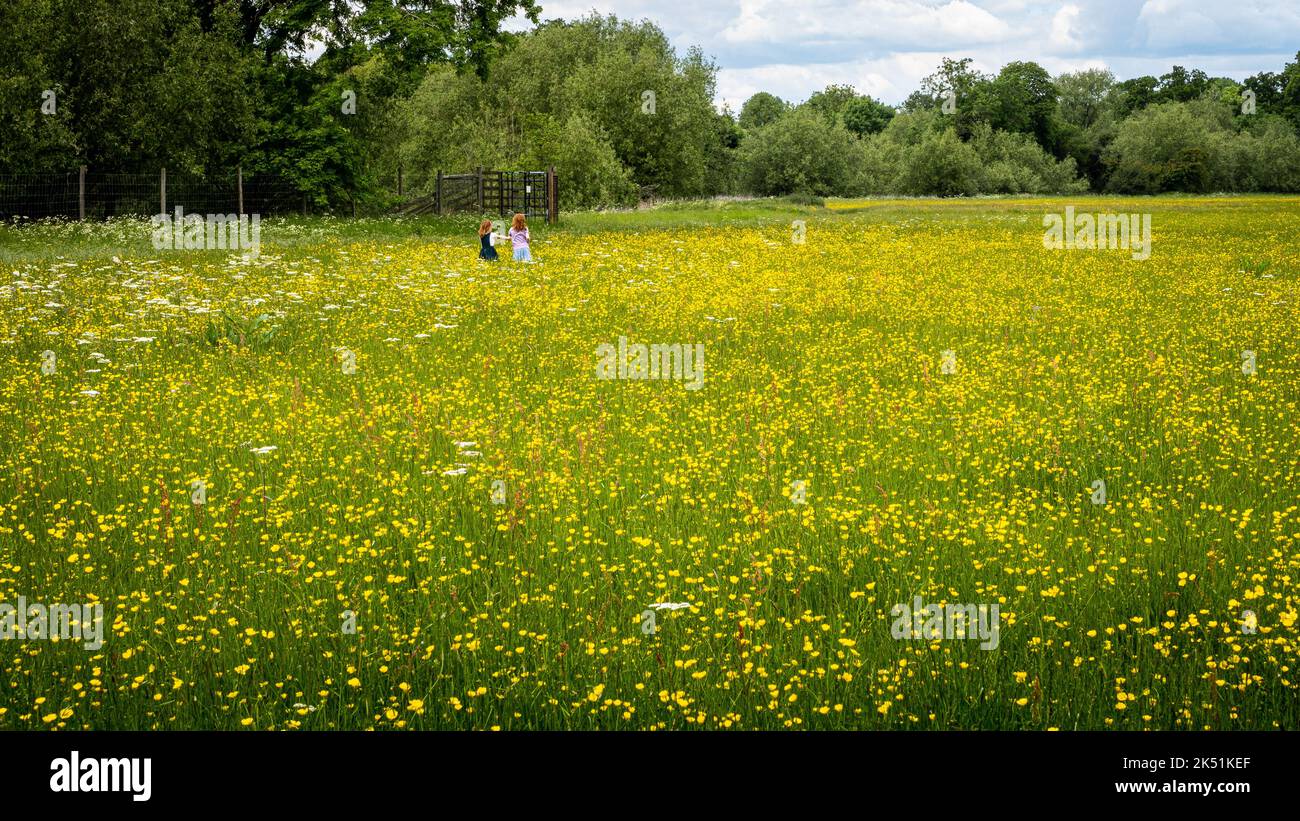 Two girls in the distance running through a wildflower meadow. Stock Photo