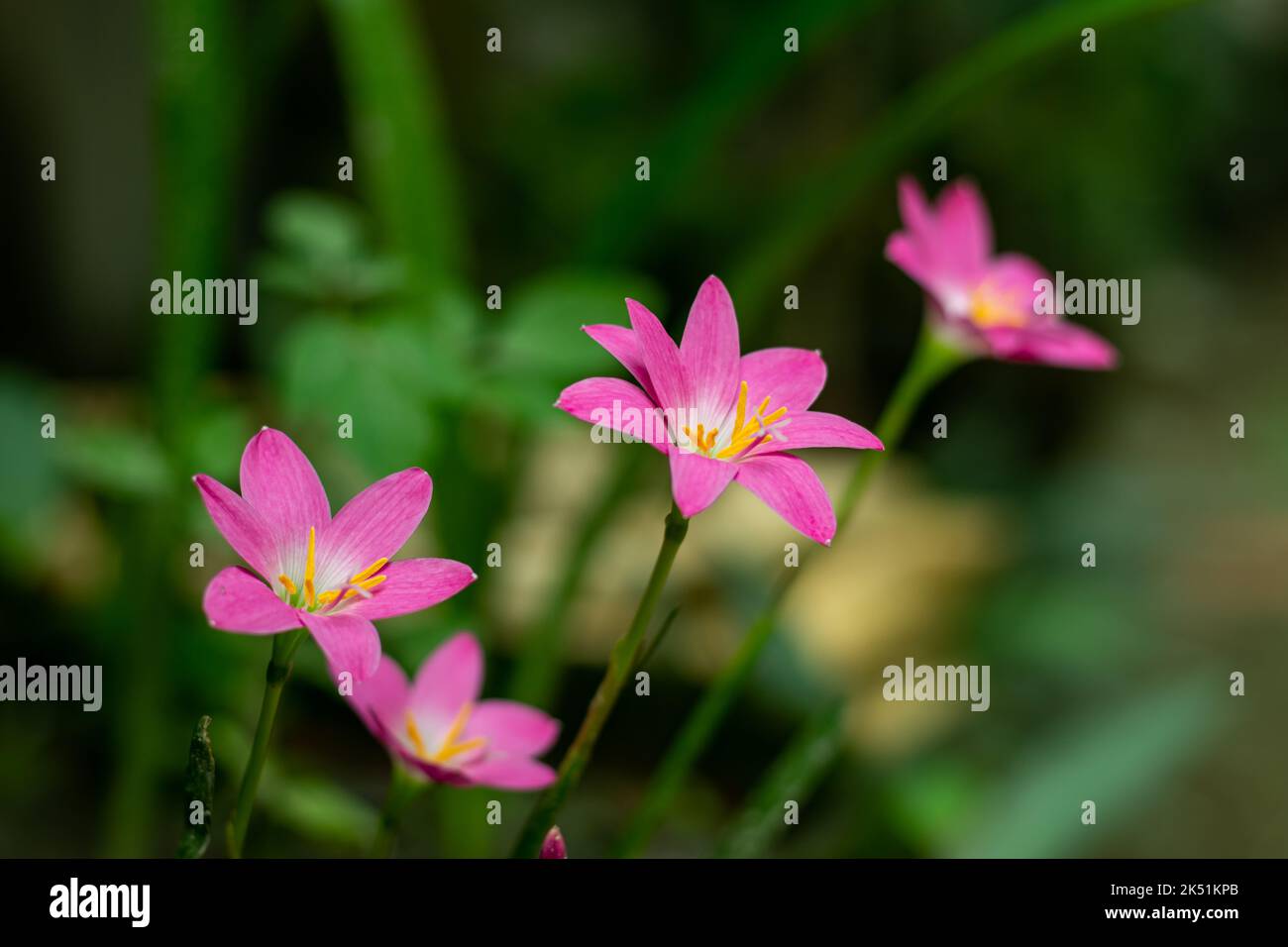 Pink Rain Lily flower bulb. Many bloom from summer to fall. The flowers come in white, yellow, and shades of pink. Most have grass-like foliage but so Stock Photo