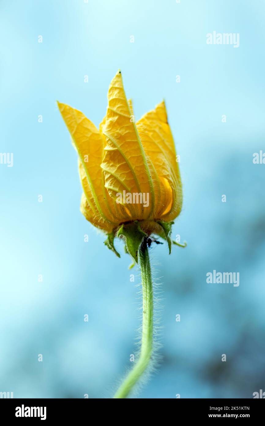 The wax gourd is an annual plant that grows as a trailing vine and is a