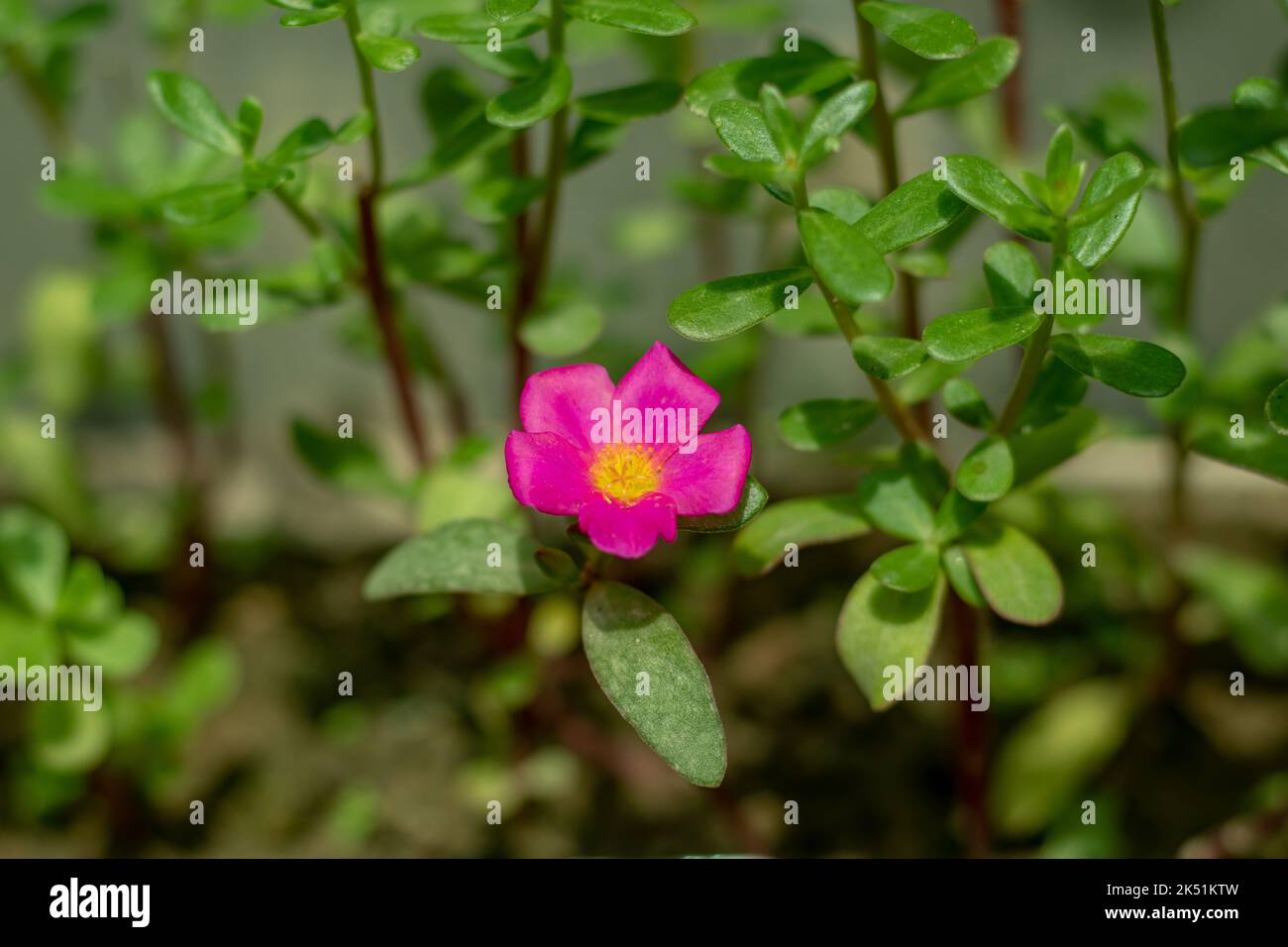 Portulaca umbraticola, also known as the wingpod purslane, is a ...