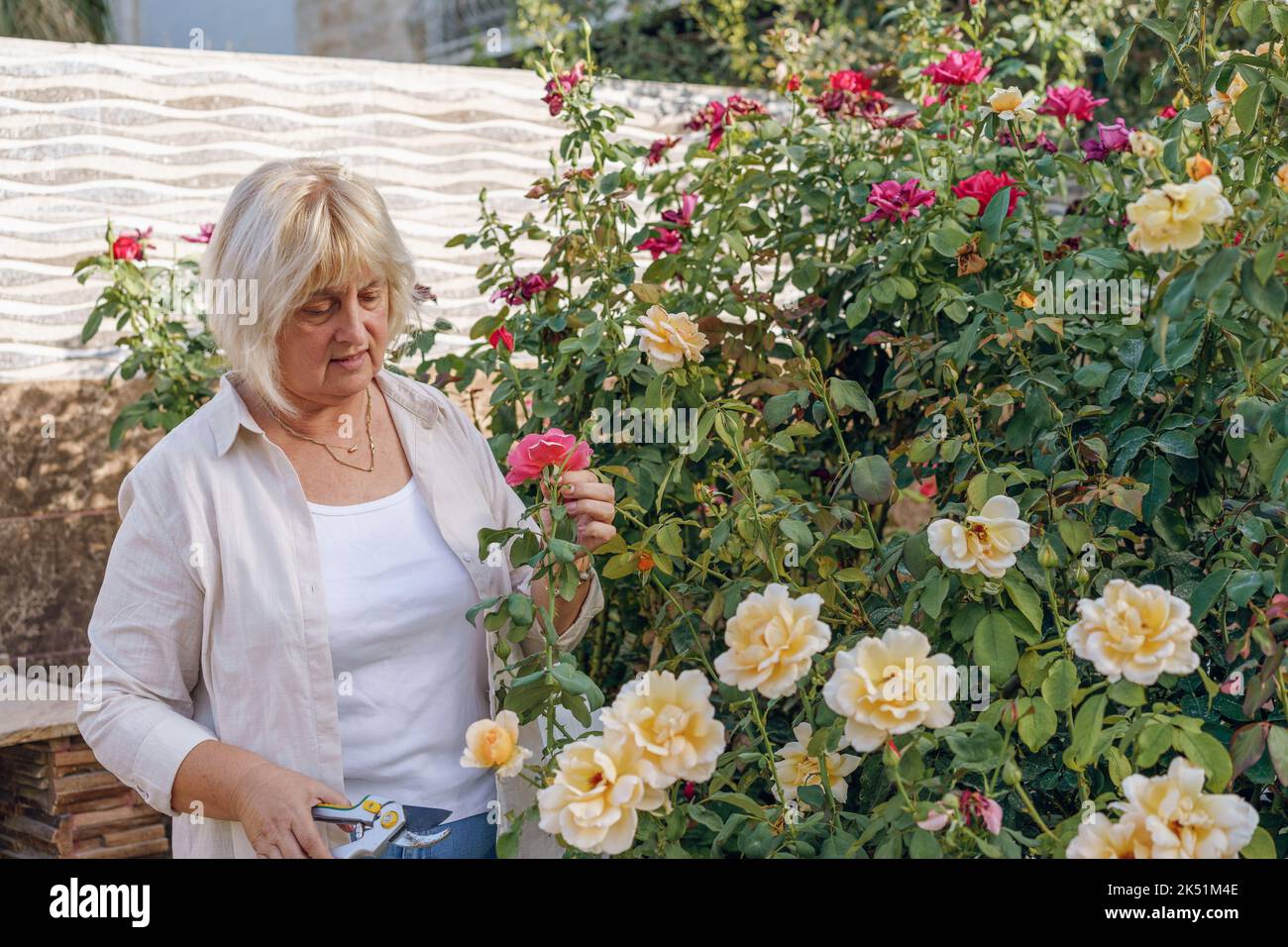 Care of plants in the garden. Senior woman with garden pruners cuts off dry buds. Stock Photo