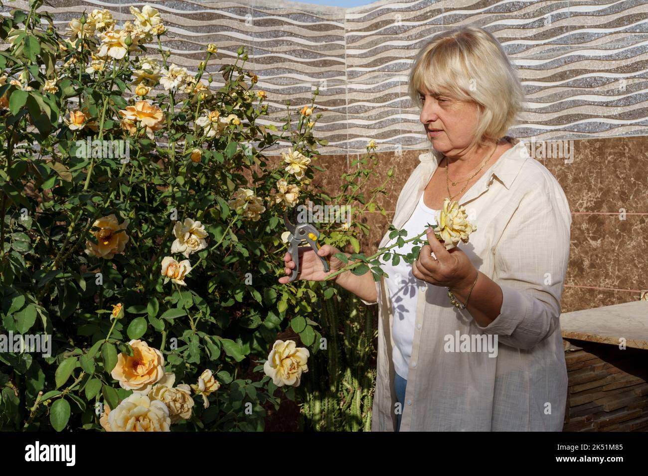 Middle aged woman cuts or trims the bush rose with secateur in the garden. Stock Photo