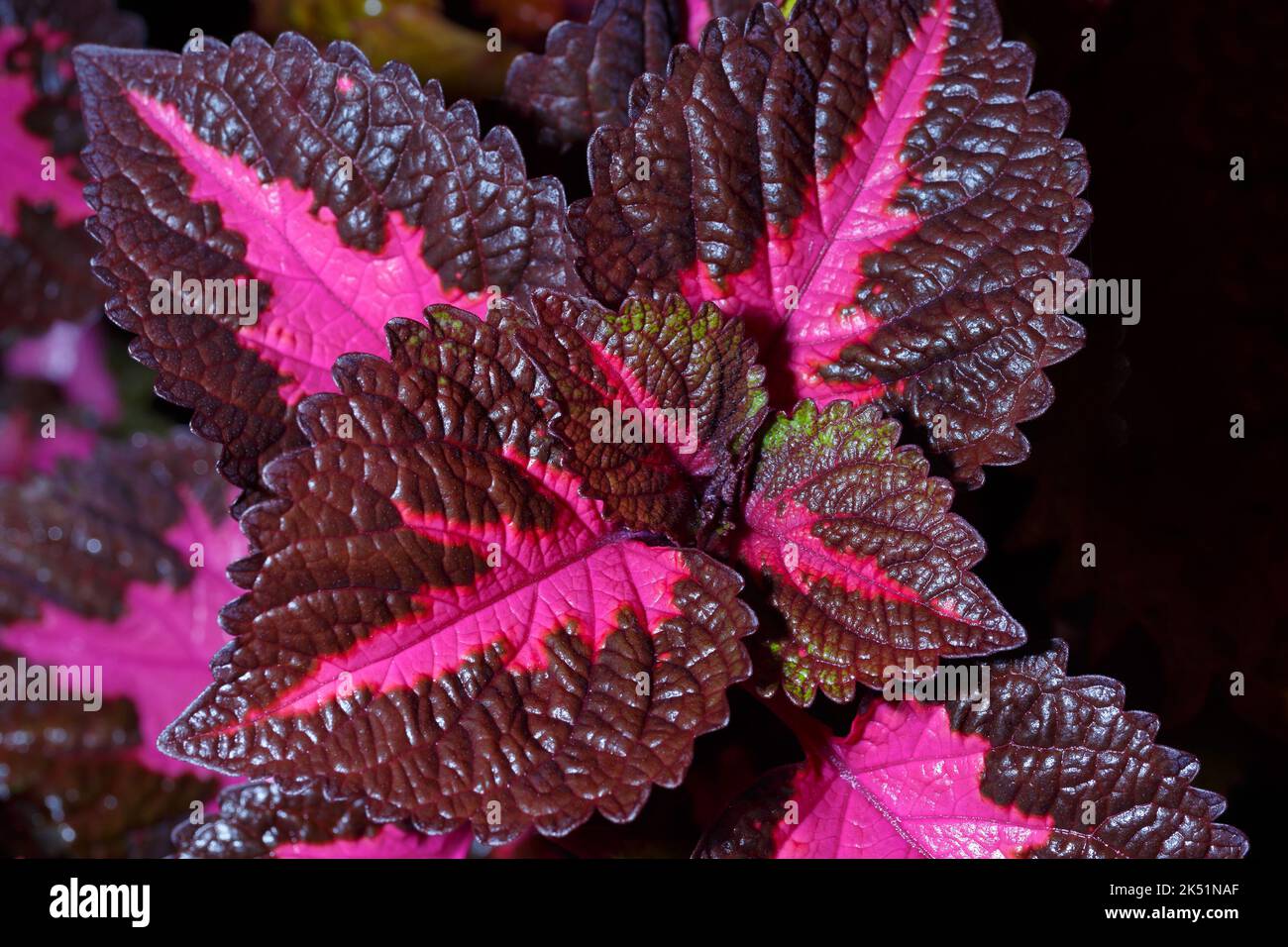 Colored coleus leaves. View from above. Macro photography. Stock Photo
