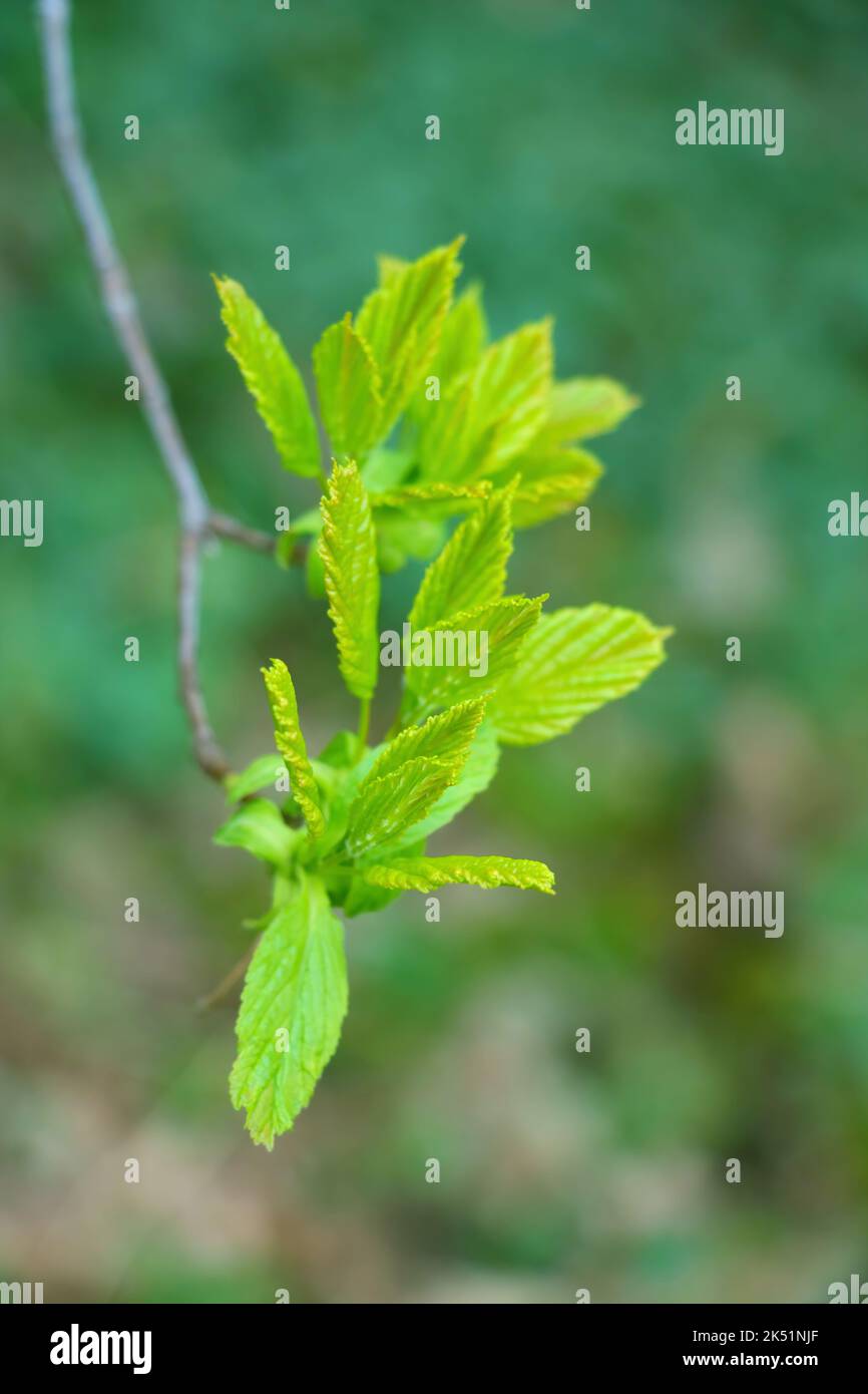 Young branch green leaves hi-res stock photography and images - Alamy