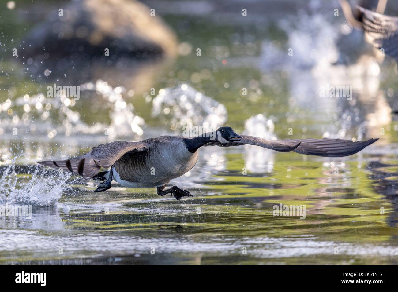 (Ottawa, Canada---04 October 2022) Canada Goose taking off at Andrew