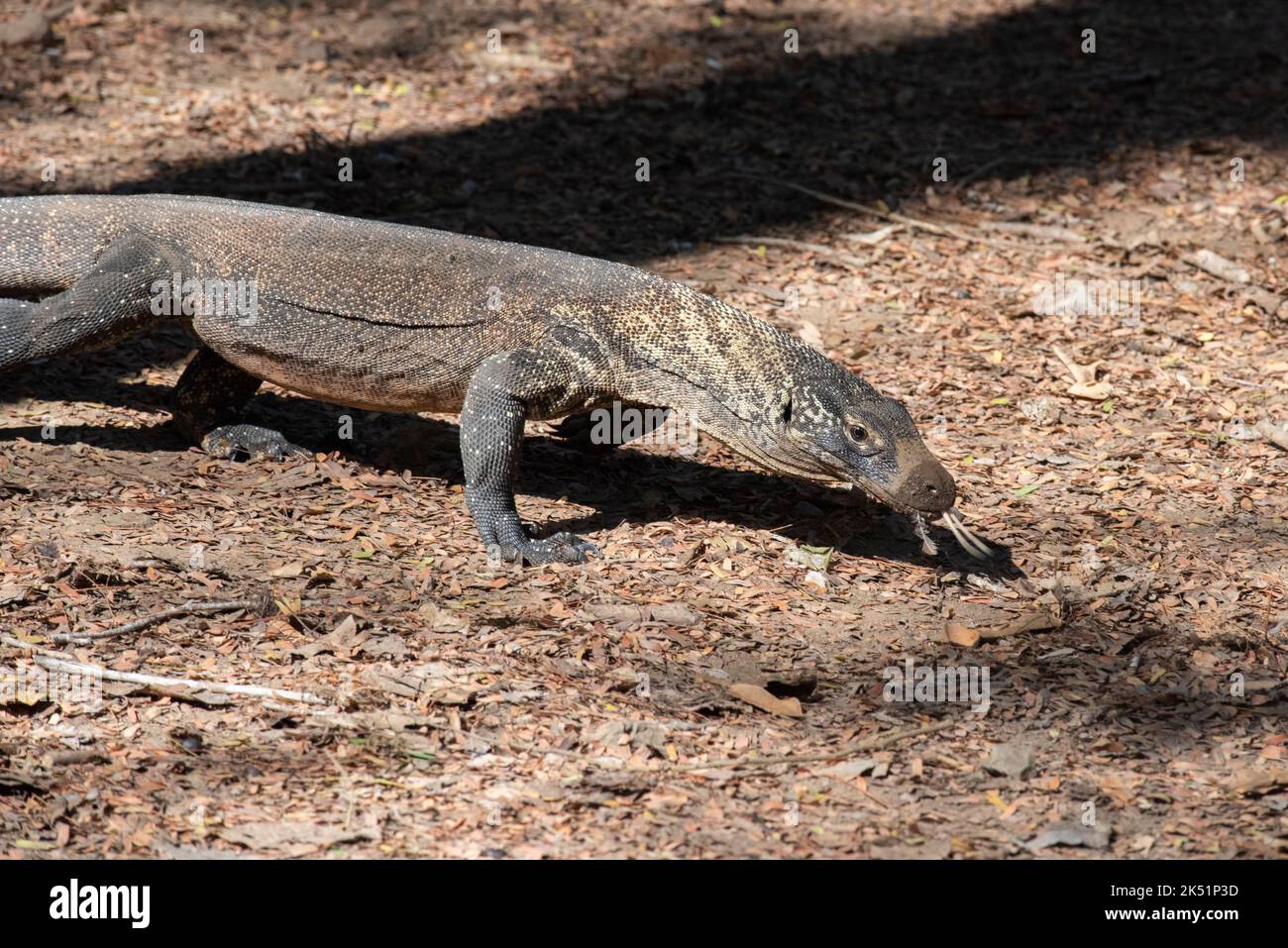 Indonesia, Komodo Island, Komodo National Park, Loh Liang. Young Komodo