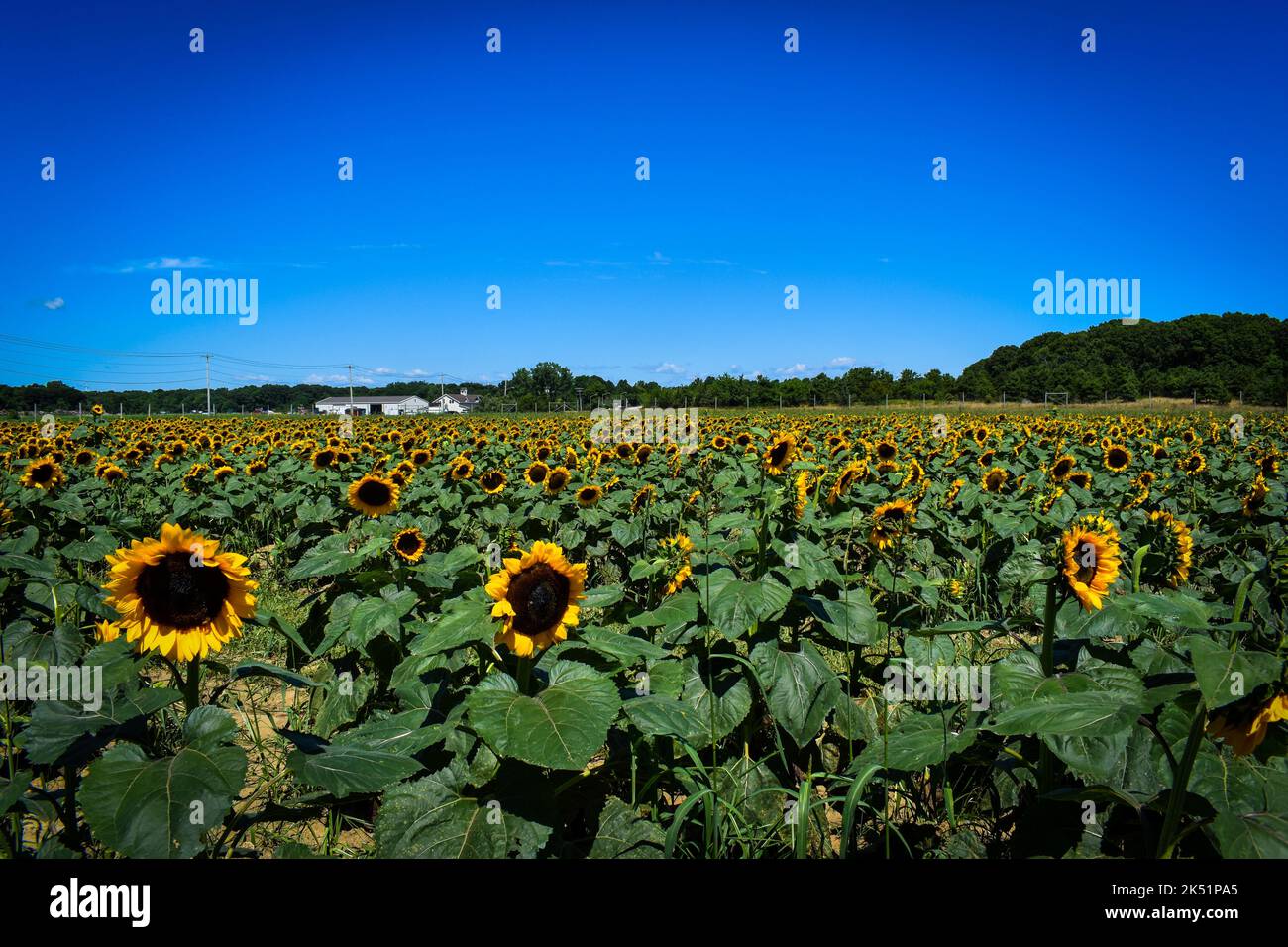 A field of sunflowers under a blue sky Stock Photo - Alamy
