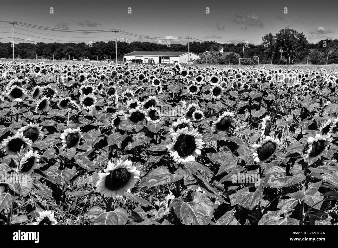 A black and white view of a field of sunflowers Stock Photo - Alamy