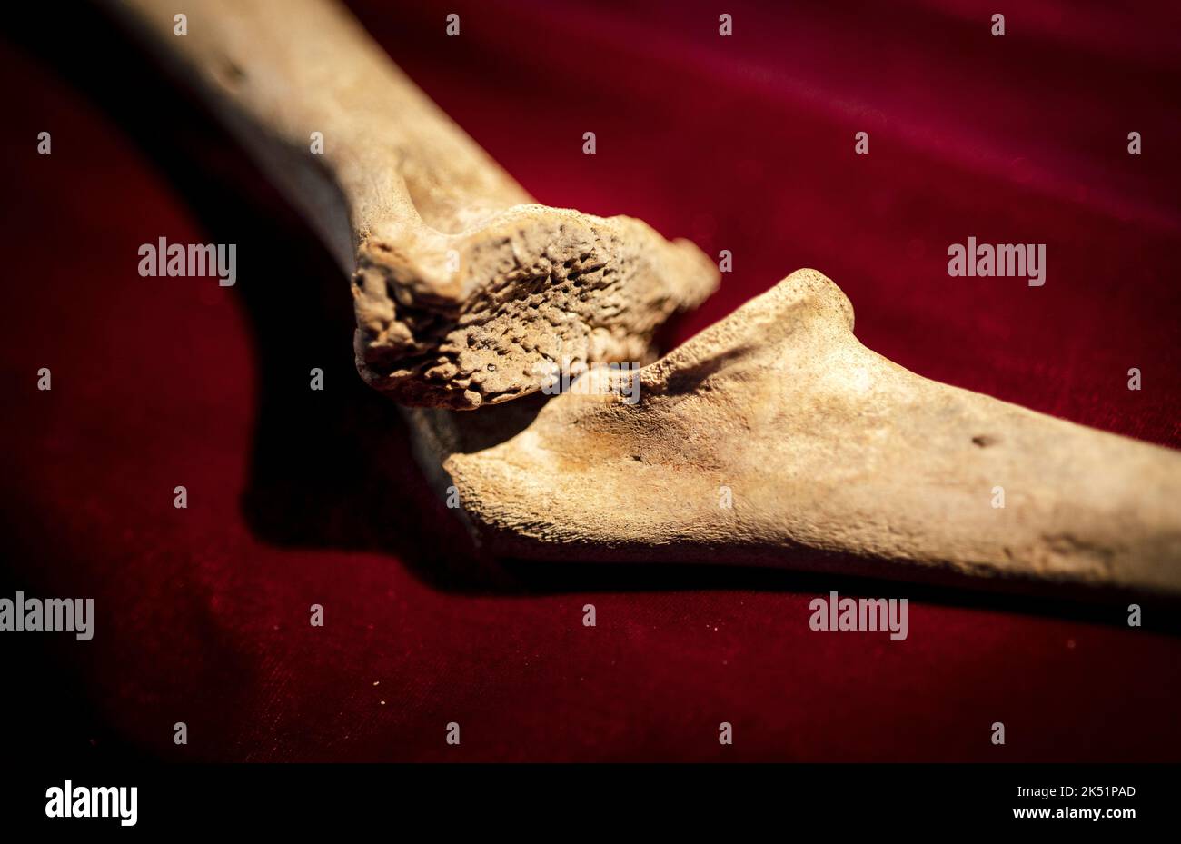 2022-10-05 13:14:56 THE HAGUE - Two lion bones found during an excavation at the Buitenhof. After the discovery in 2021, historical research has been done that shows that it is a front leg of a young lion. Between 1344 and 1358 lions were kept on the Buitenhof. ANP RAMON VAN FLYMEN netherlands out - belgium out Stock Photo