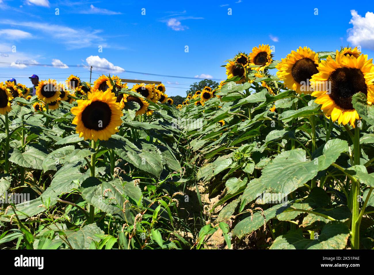 A field of sunflowers under a blue sky Stock Photo - Alamy