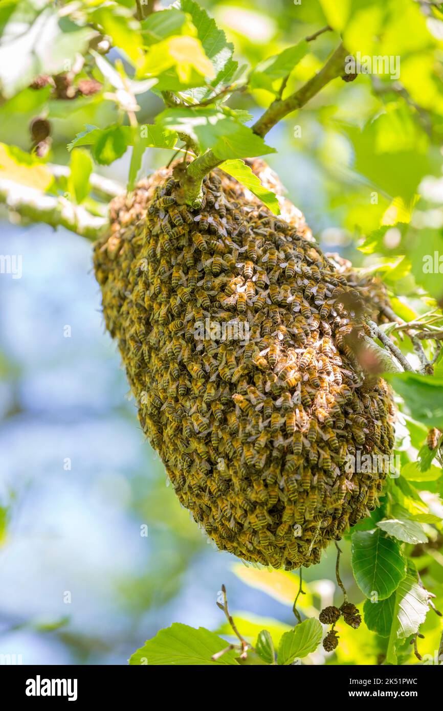 Close up of a swarm of wild UK honey bees gathering together on the branch of a public park tree to form a temporary new home/hive. Stock Photo