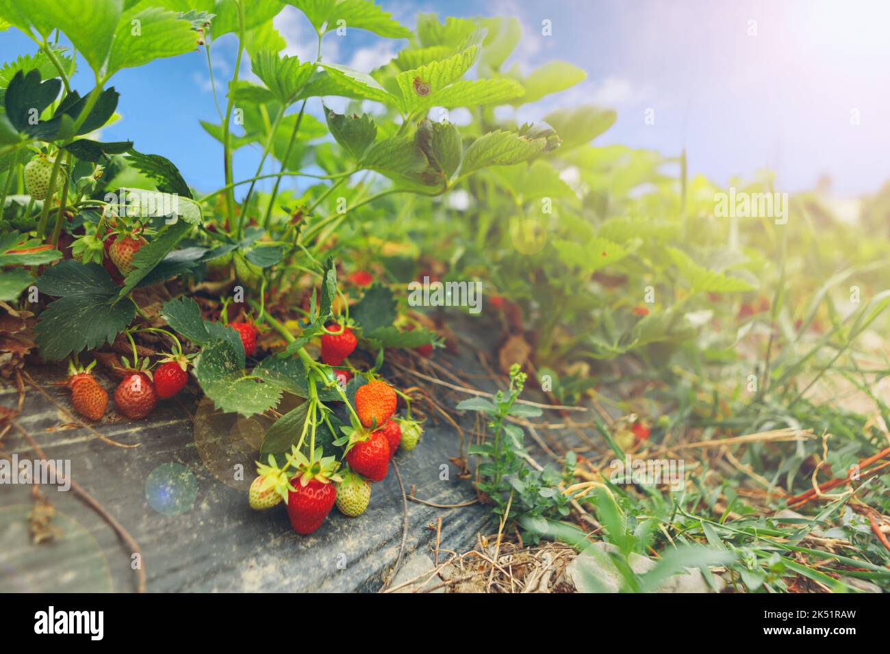 Strawberry bushes on strawberry field in a farm Stock Photo - Alamy