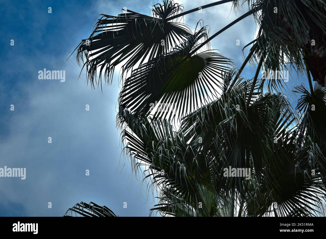 A low angle of palm trees over a background of a blue cloudy sky Stock ...