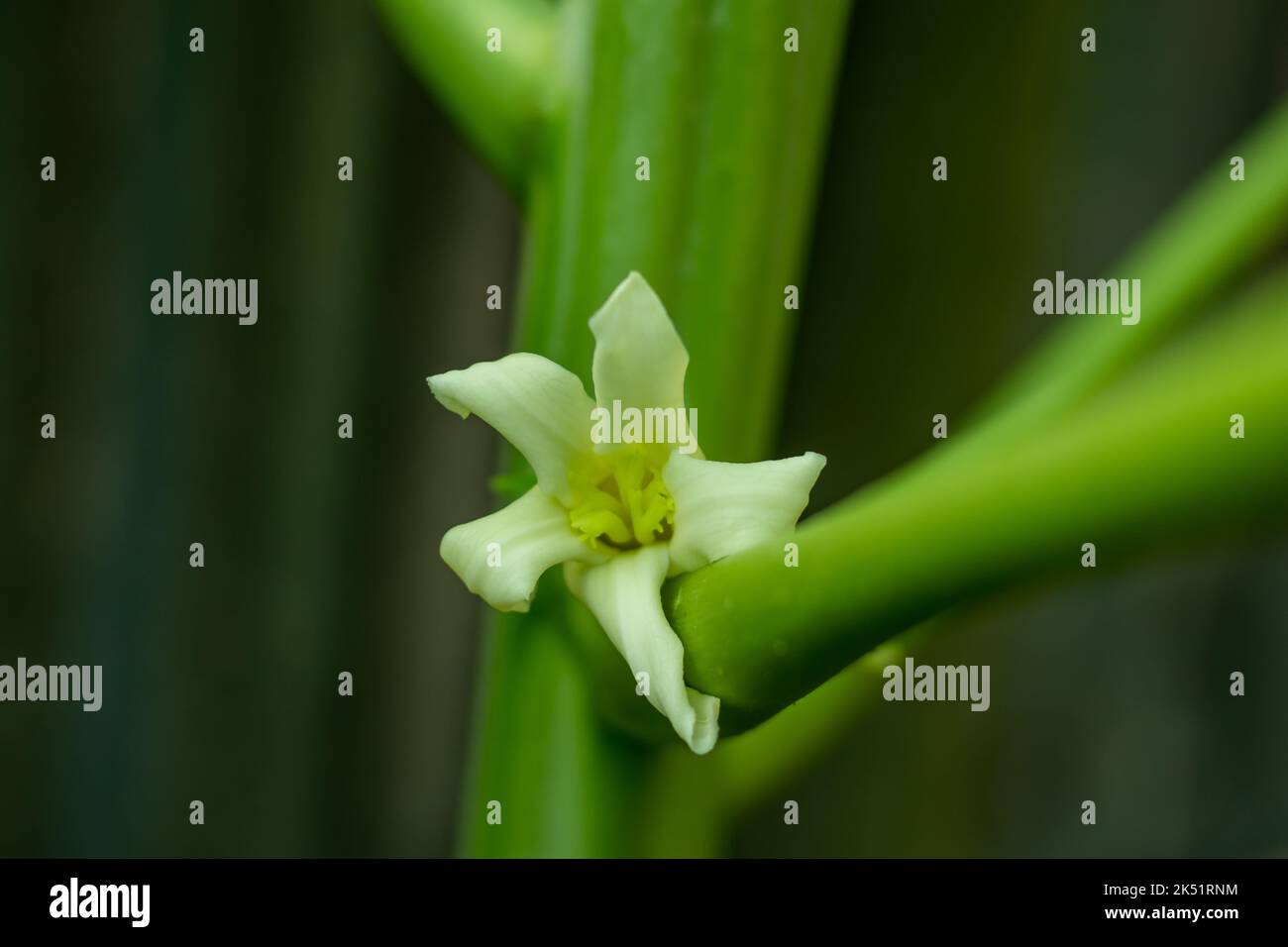 Papaya flowers are fragrant and have five creamwhite to yelloworange