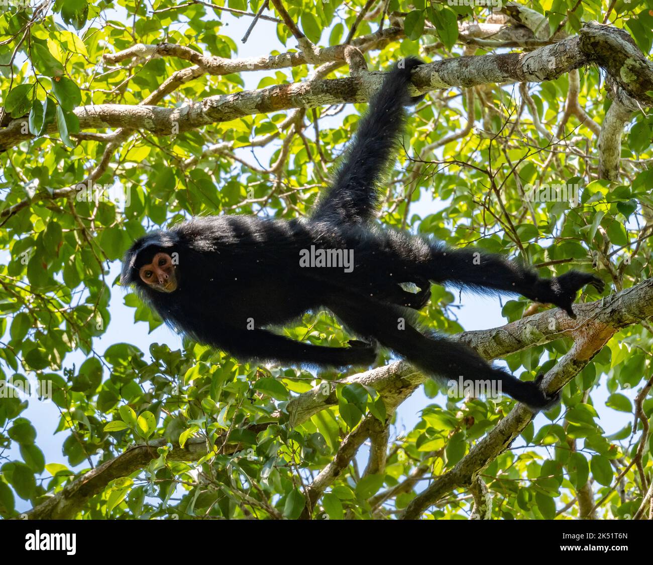 A wild Guiana spider monkey, or red-faced black spider monkey, (Ateles paniscus) hanging from a tree in tropical forest. Amazonas, Brazil. Stock Photo
