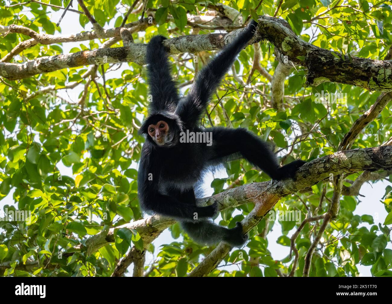 A wild Guiana spider monkey, or red-faced black spider monkey, (Ateles paniscus) hanging from a tree in tropical forest. Amazonas, Brazil. Stock Photo