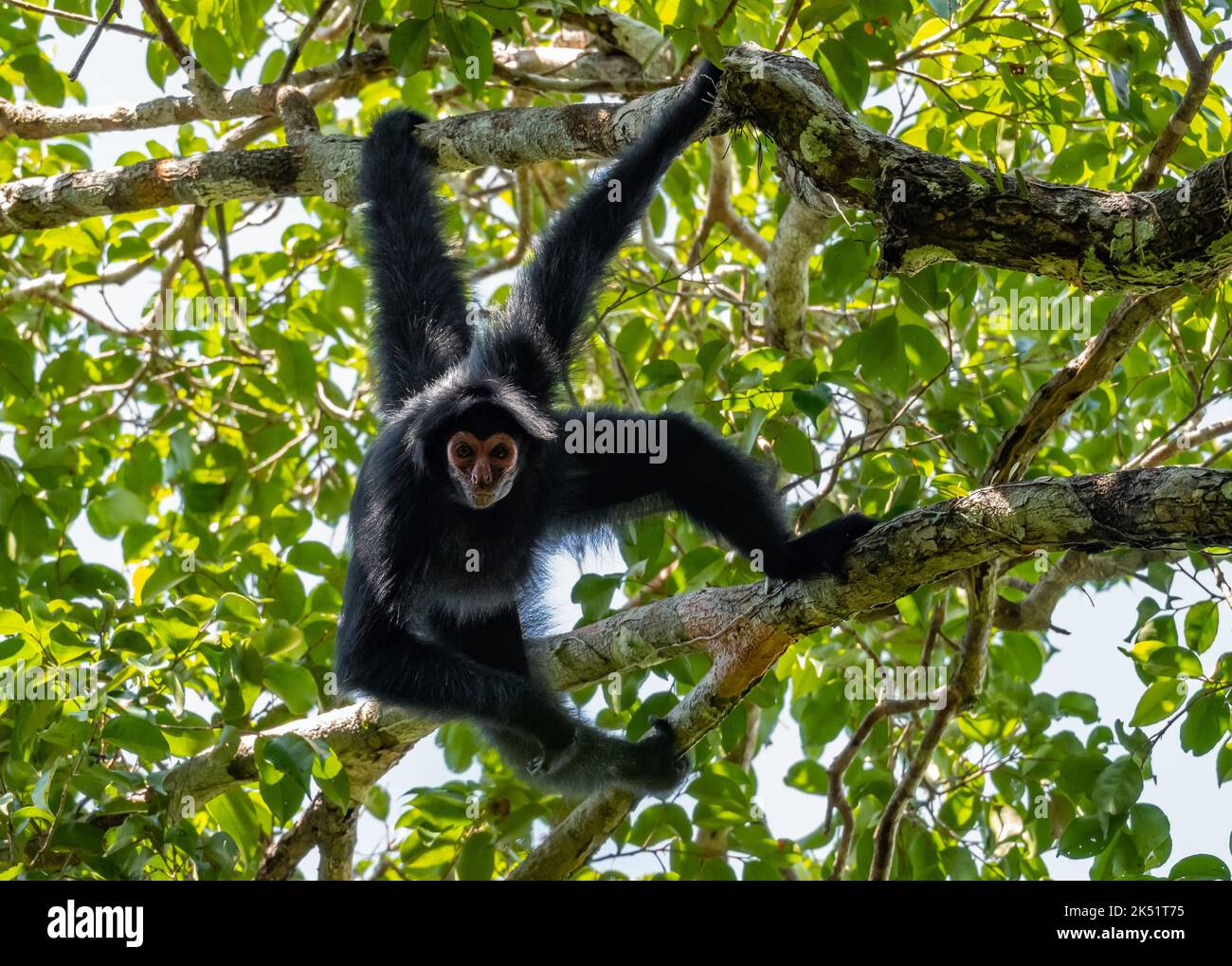 A wild Guiana spider monkey, or red-faced black spider monkey, (Ateles paniscus) hanging from a tree in tropical forest. Amazonas, Brazil. Stock Photo