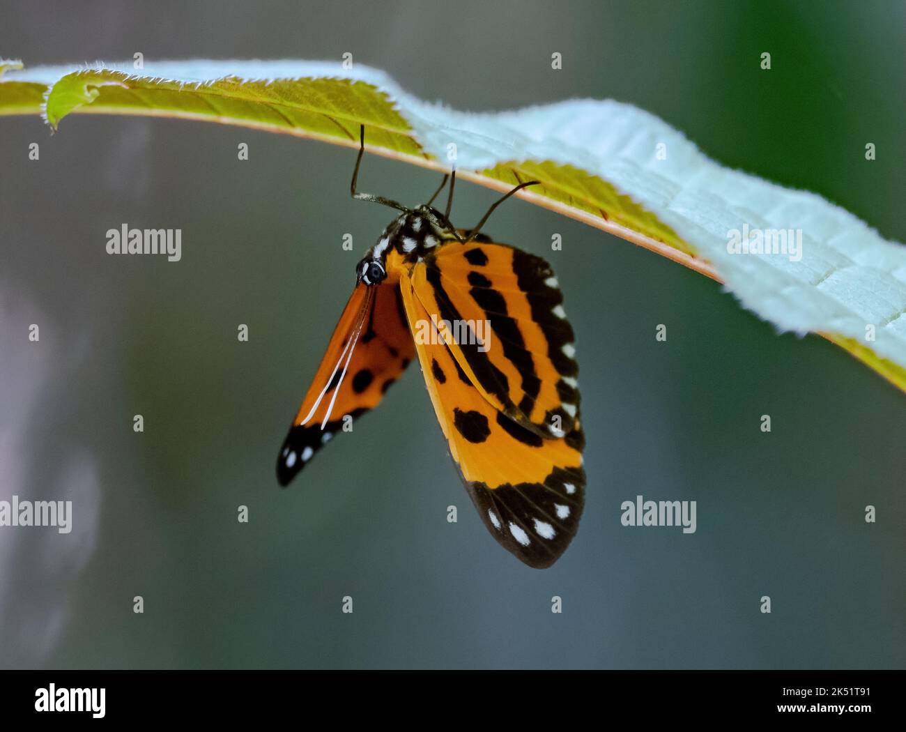 Butterfly () in wild. Amazonas, Brazil. Stock Photo