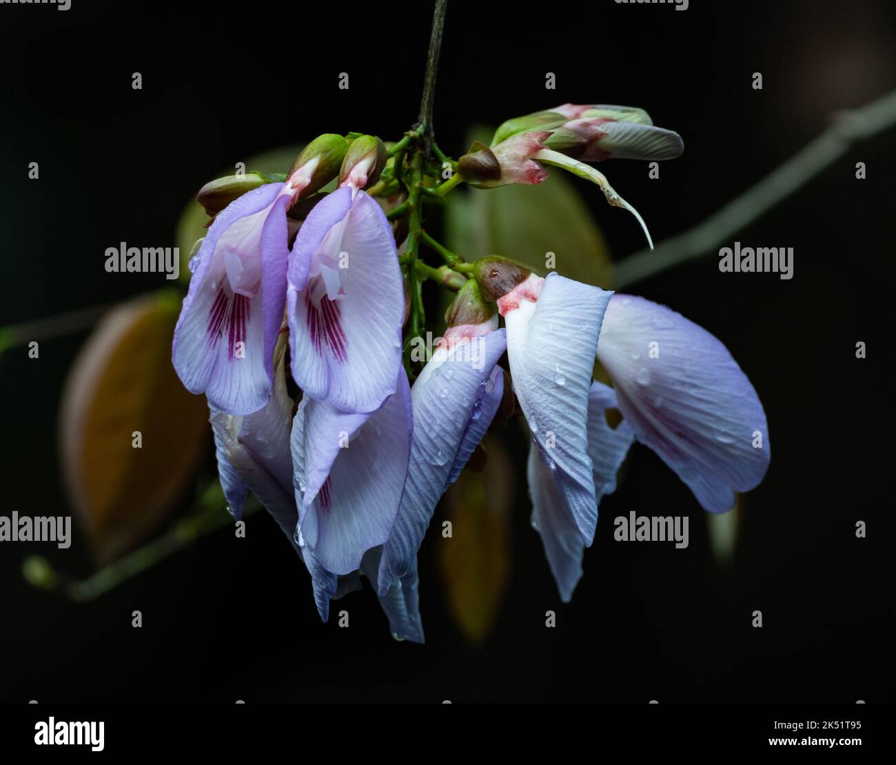 Cluster pink flowers of Amazon Butterfly Pea (Clitoria ternatea). Rio