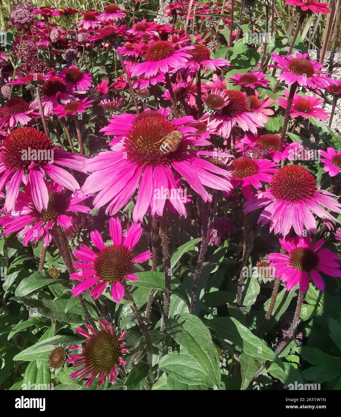 Portrait image of deep pink echinacea flowers and foliage herbal remedy