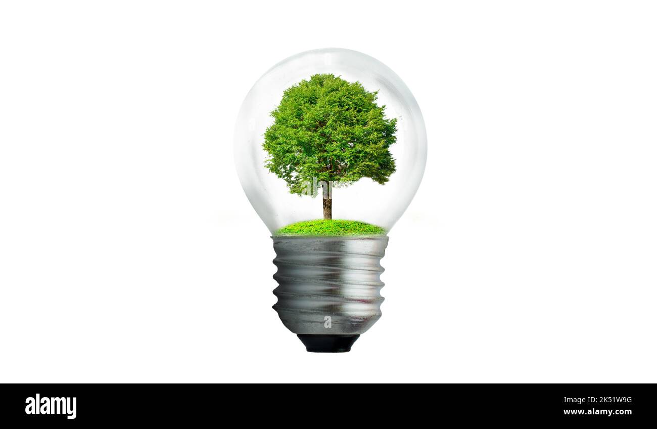 The bulb is located on the inside with leaves forest and the trees are in the light. Concepts of environmental conservation and global warming plant g Stock Photo
