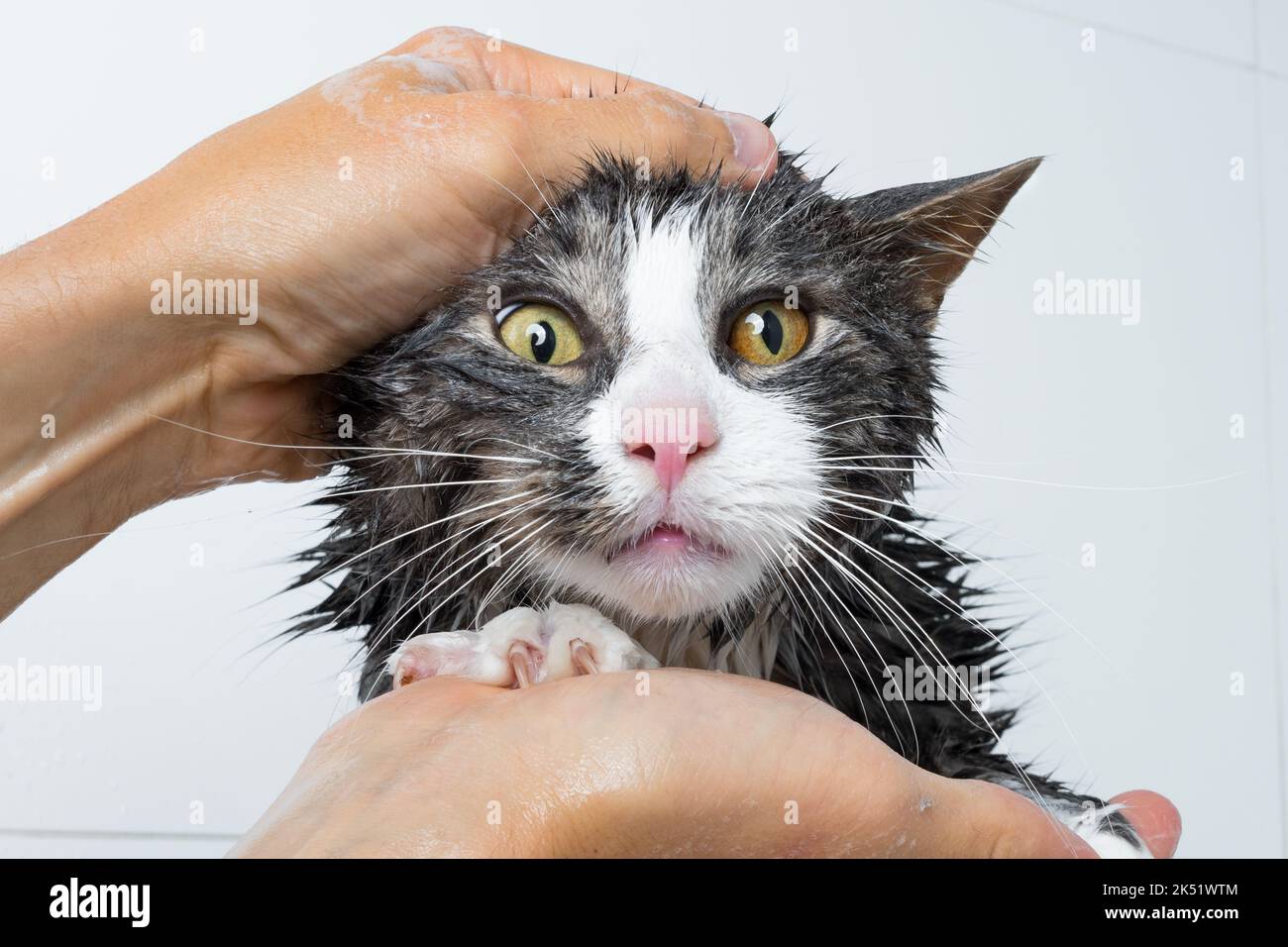 cat grooming. Funny cat taking shower or bath. Man washing cat. Pet