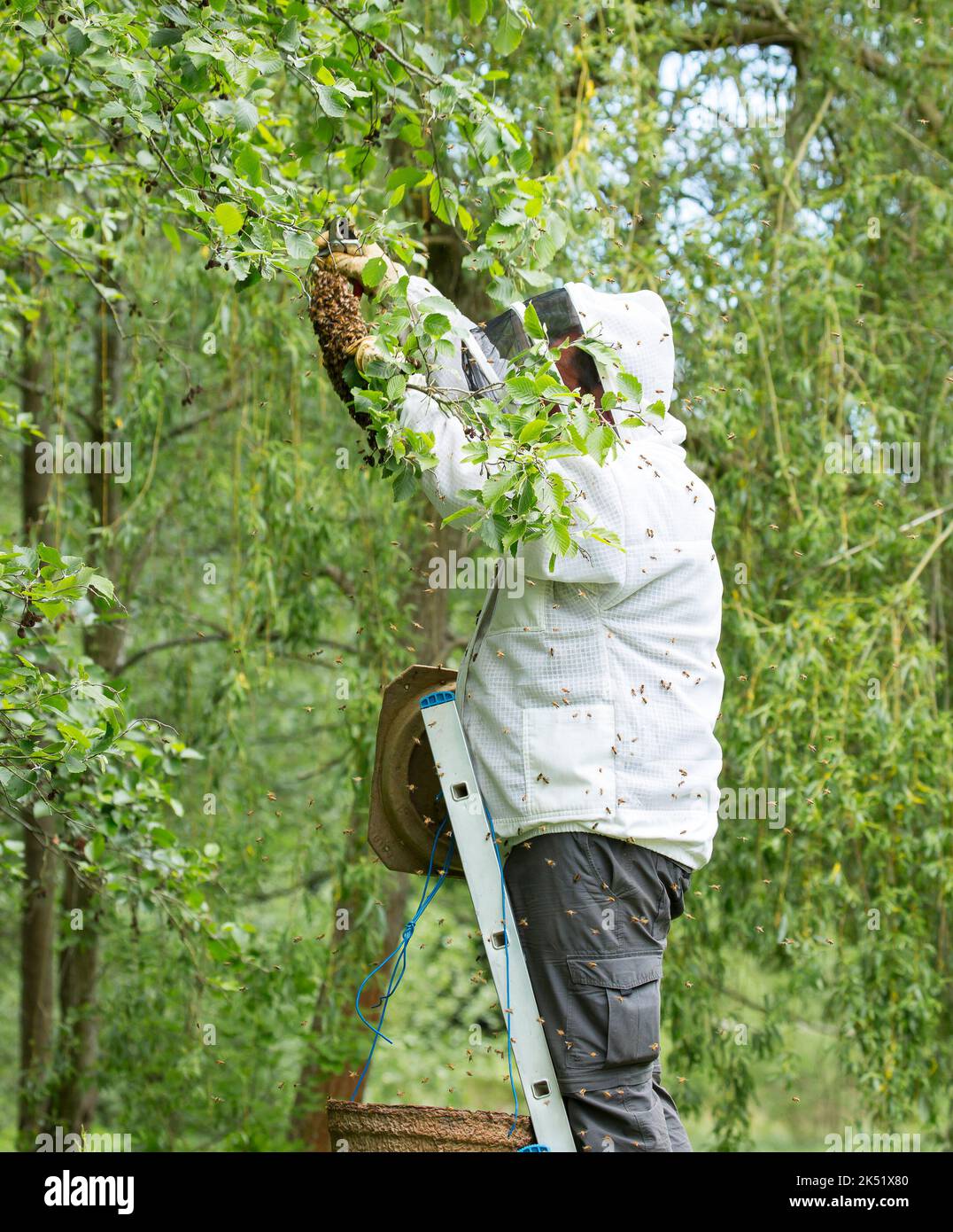 Man in protective bee keeper clothing removing a cluster of wild honey bees from their temporary home in the tree of a public UK park. Stock Photo