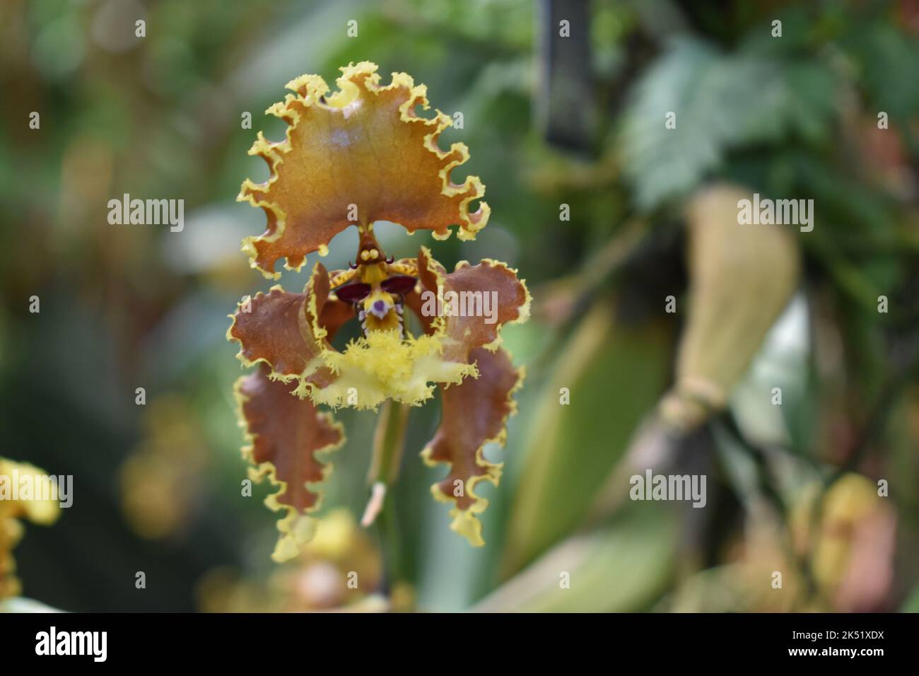 A closeup shot of a Dancing-lady Orchid on blurry background Stock Photo