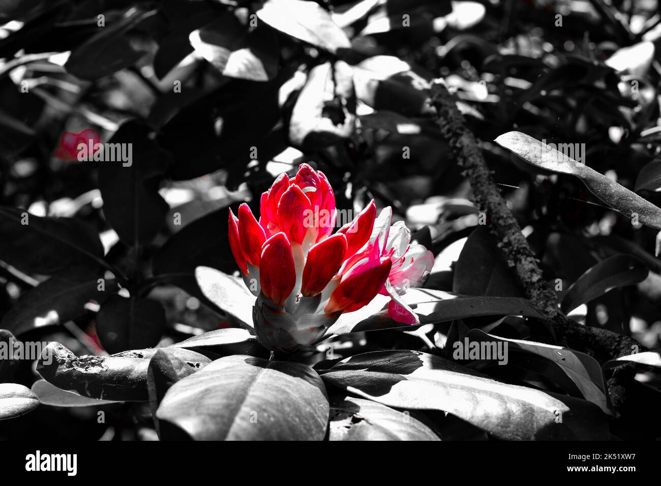 Selective color shot hi-res stock photography and images - Alamy