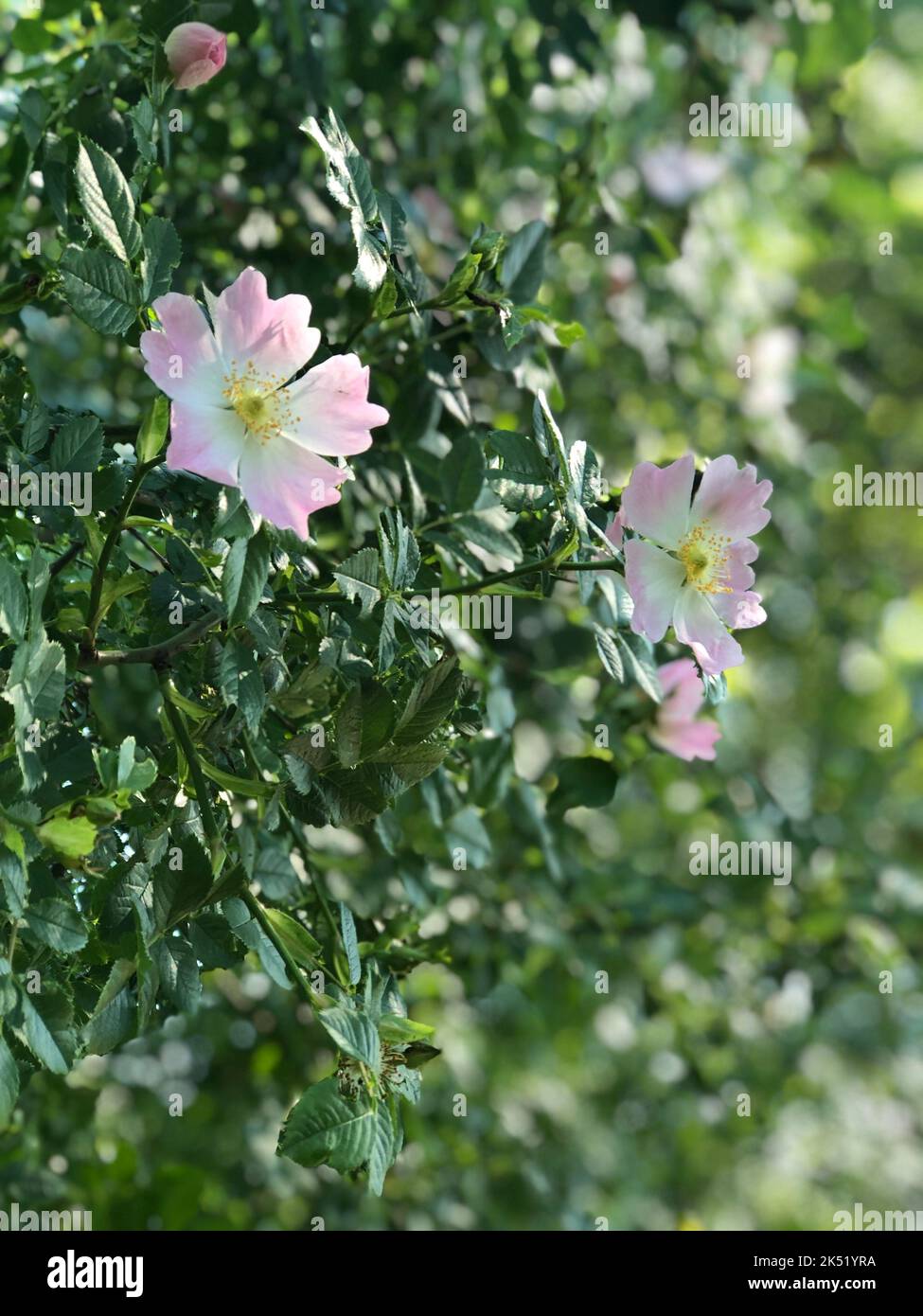 A vertical of a Dogroses, Rosa canina Stock Photo Alamy