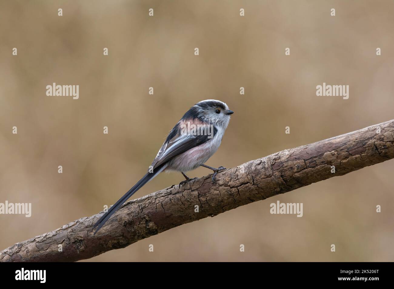 Long tailed tit, Aegithalos caudatus, perched on a tree branch. Side view, looking right Stock Photo