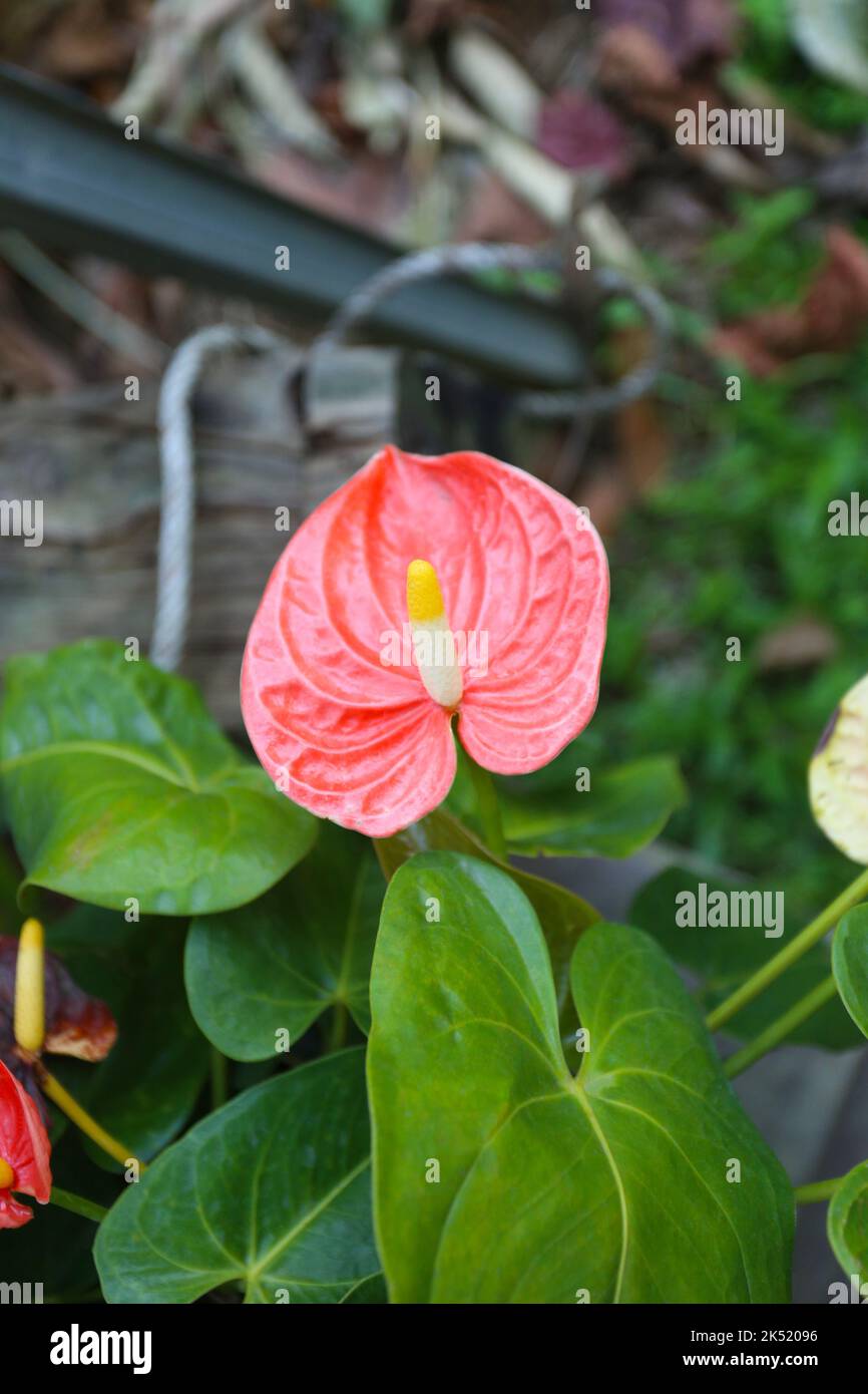 Pink anthurium blooming in the backyard, Focus on the flower stalk of the anthurium. Stock Photo