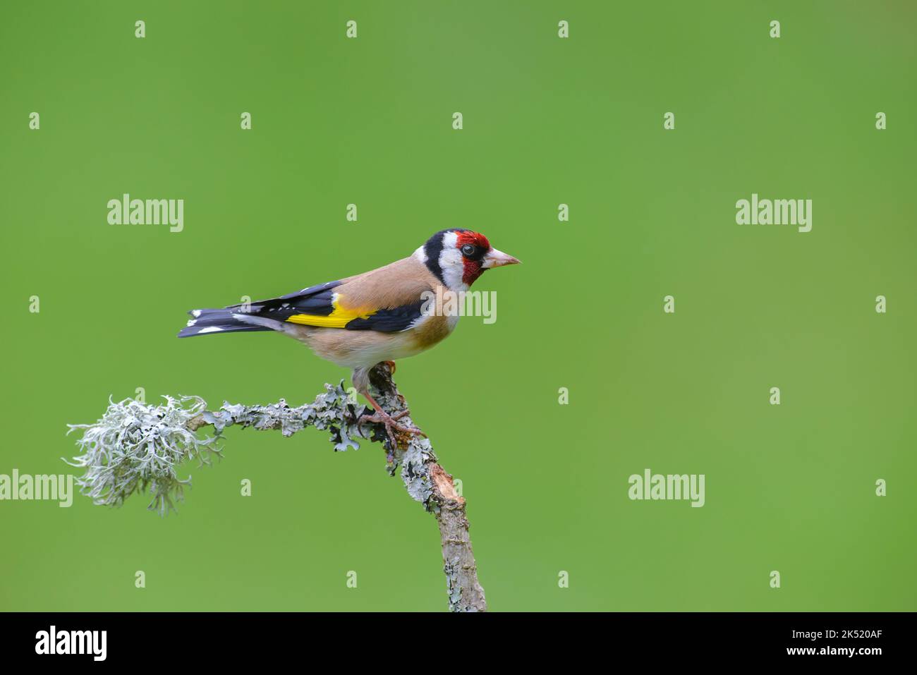 Goldfinch, Carduelis carduelis, perched upon a lichen covered branch Stock Photo