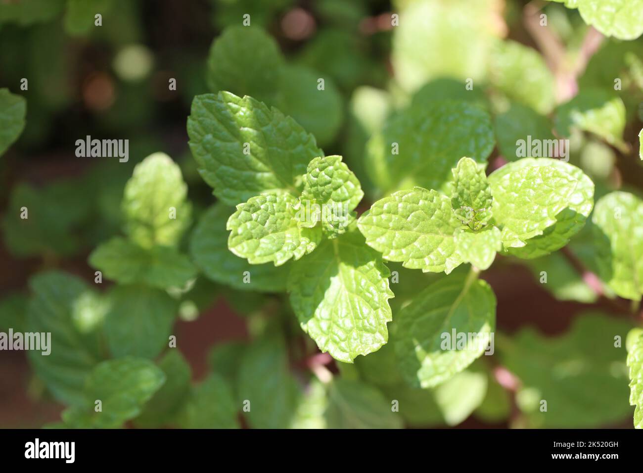 Peppermint tree hi-res stock photography and images - Alamy