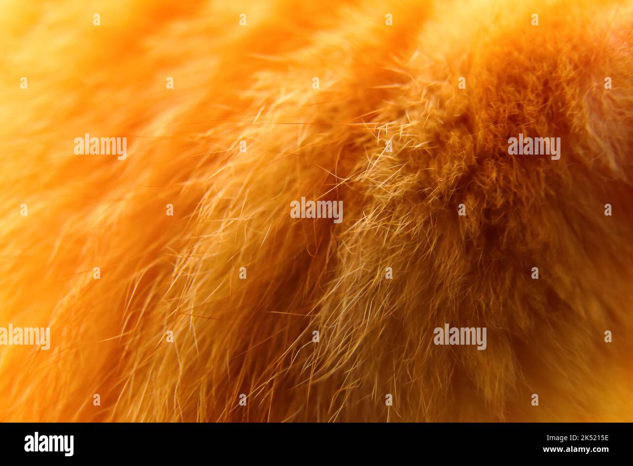Defocus ginger cat's fur background. Closeup of ginger cat fur for