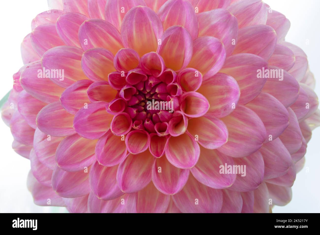 Close up of a pink Chrysanthemum Stock Photo