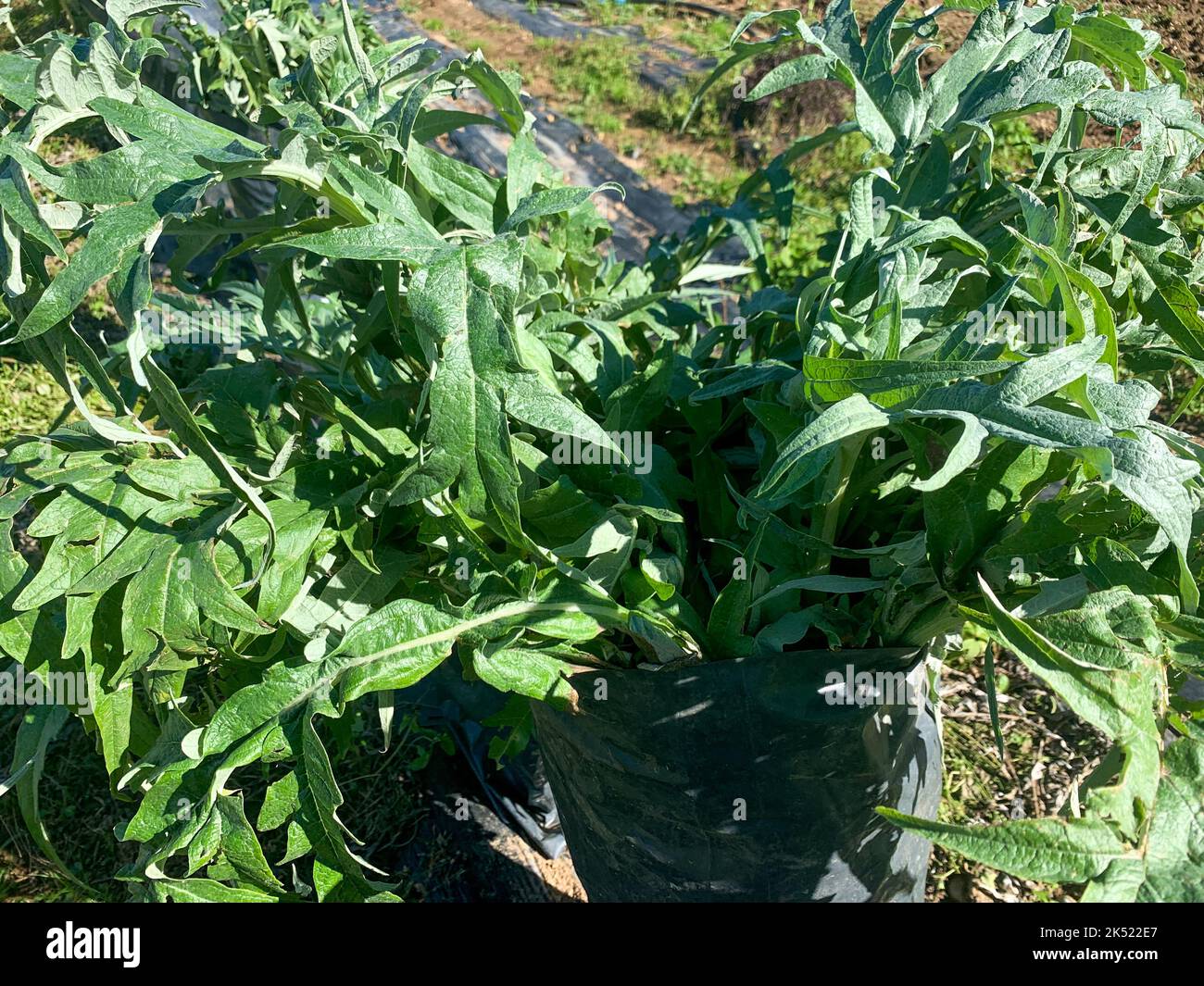 Organic vegetable cultivation, cardoons, Saint-Priest, Rhone, Auvergne Rhone-Alps region, France Stock Photo