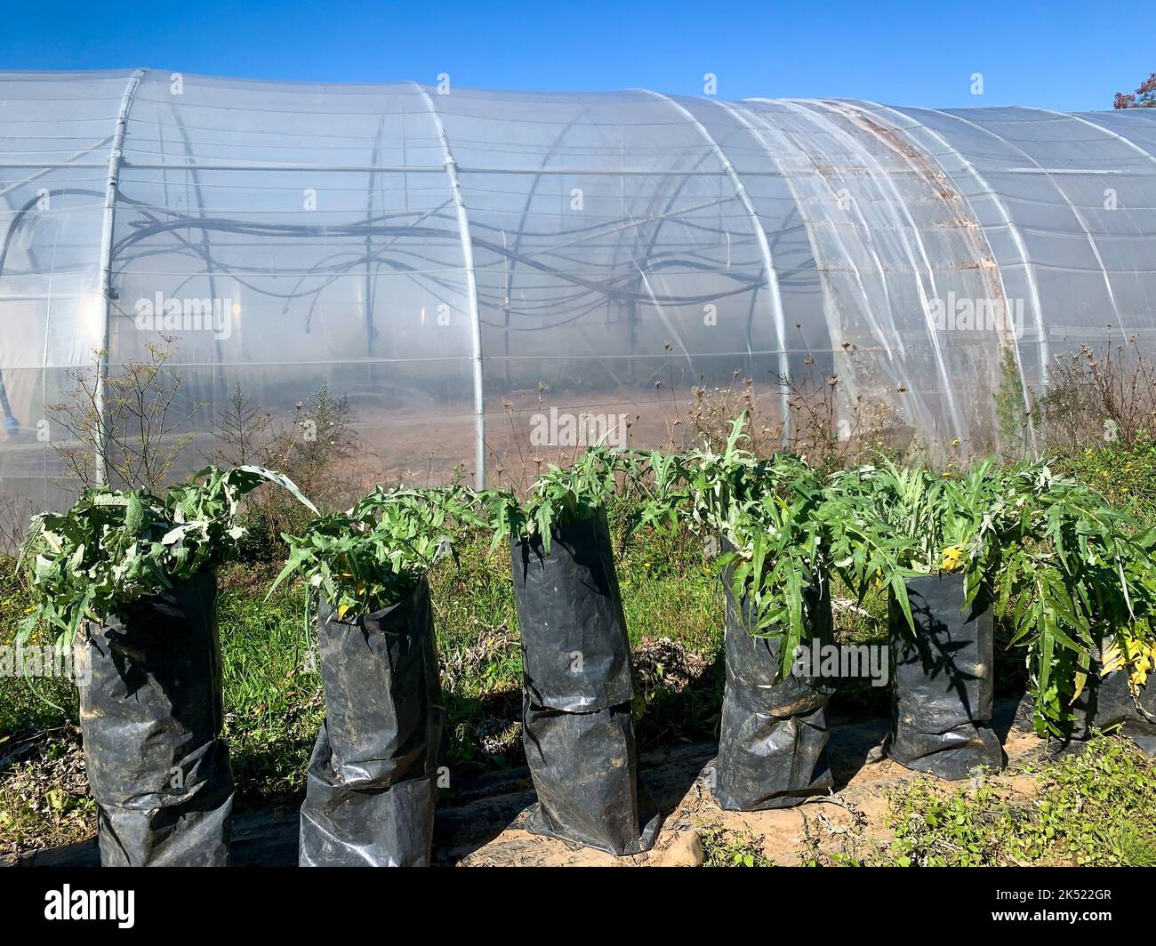 Vegetable cultivation, greenhouse of vegetable crops, cardoons, Saint-Priest, Rhone, AURA Region, France Stock Photo