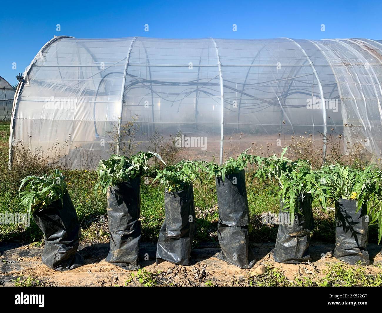 Vegetable cultivation, greenhouse of vegetable crops, cardoons, Saint-Priest, Rhone, AURA Region, France Stock Photo