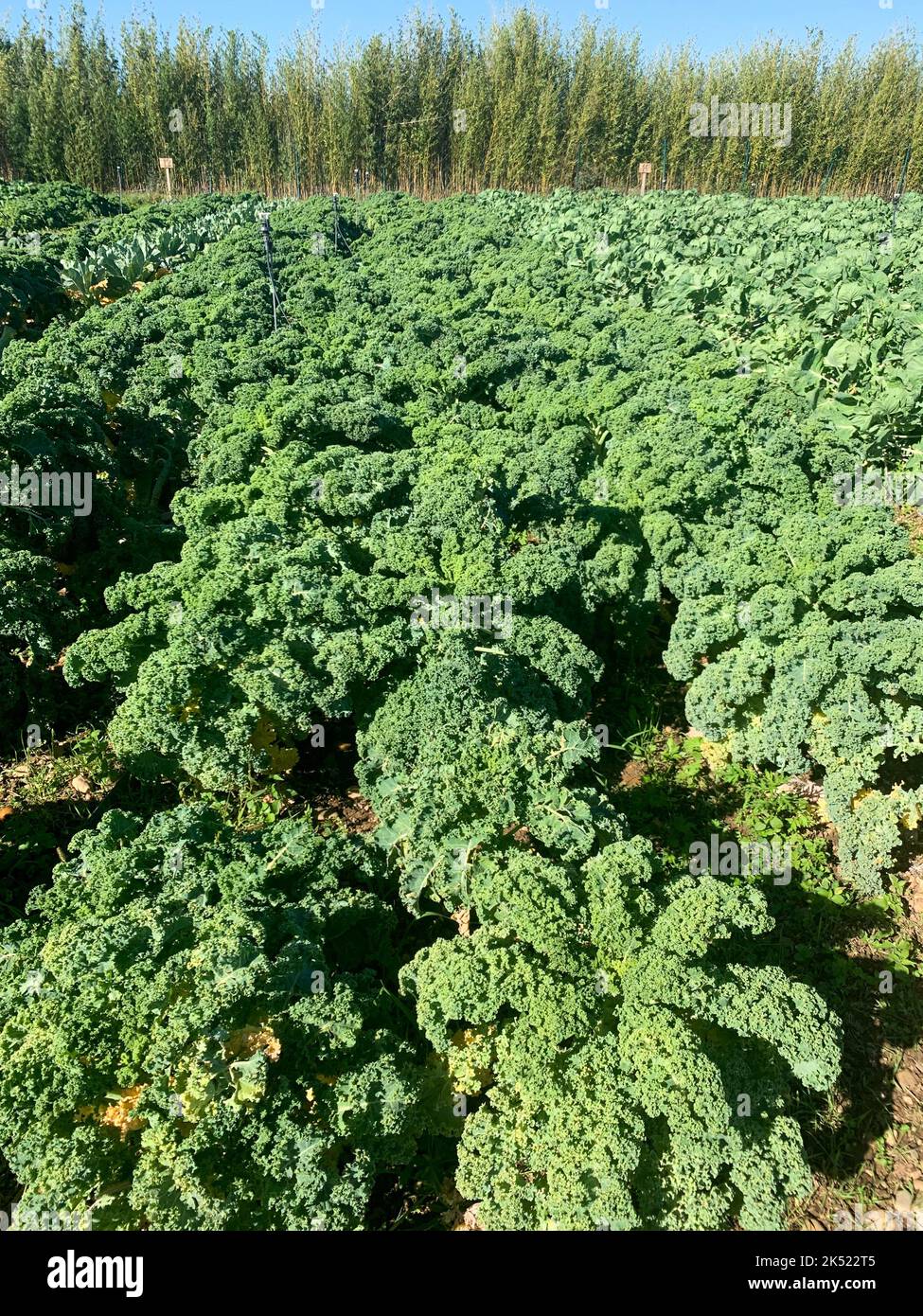 Organic vegetable cultivation farm,  cabages, Saint-Priest, Rhone, Auvergne Rhone-Alps region, France Stock Photo